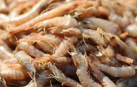 ֽ~(y)rB(yng)ֳ(h)(yng)ԓôk